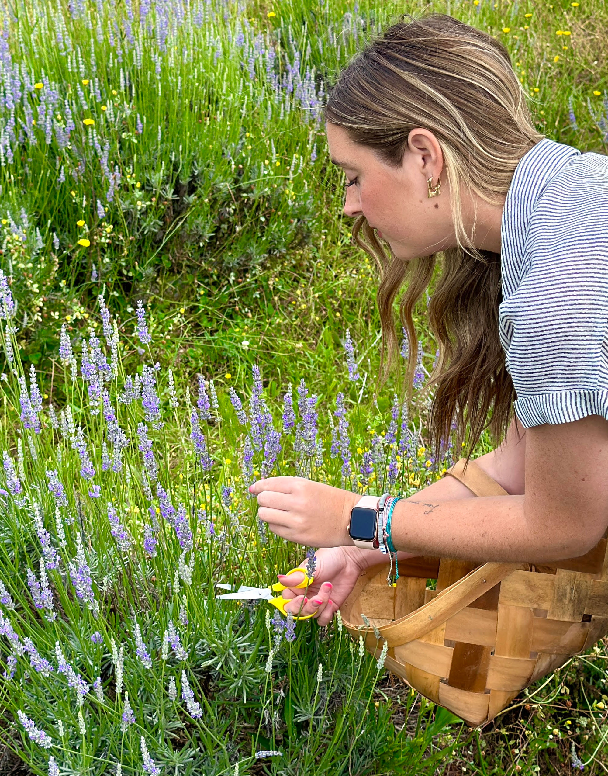 Picking organic south carolina lavender 